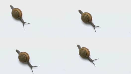 蜗牛在白色的背景上行走高清在线视频素材下载
