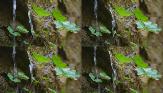 一滴水从一片树叶上落下高清在线视频素材下载