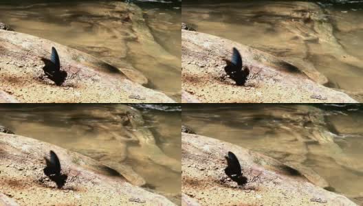 黑蝴蝶五彩斑斓的热带森林小瀑布高清在线视频素材下载