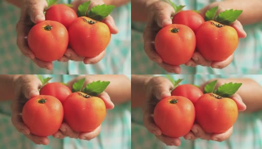 健康和新鲜食品高级妇女拿着西红柿高清在线视频素材下载