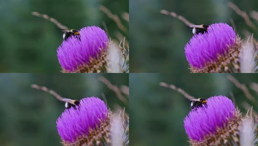 蜜蜂在紫蓟花上采集花蜜，慢镜头高清在线视频素材下载