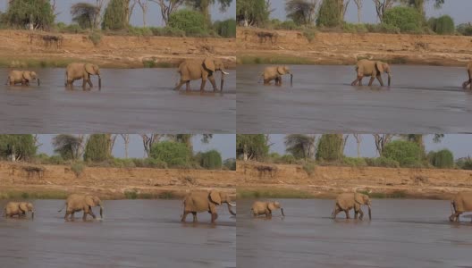 非洲象，loxodonta africana，渡河组，肯尼亚桑布鲁公园，实时4K高清在线视频素材下载