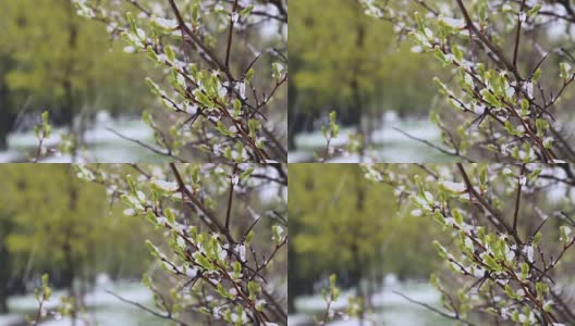 异常的天气。春天，雪落在绿树上。飘落的雪花在草地上的公园里。高清在线视频素材下载