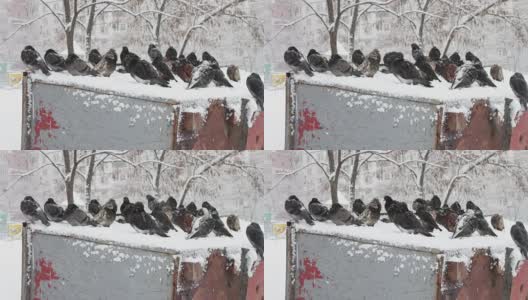 一堆冻鸽子坐在一个被雪覆盖的垃圾箱上高清在线视频素材下载