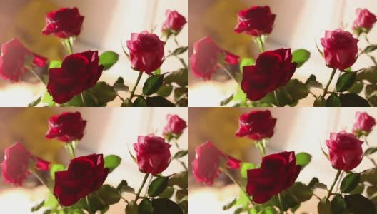 玫瑰花束摄影高清在线视频素材下载