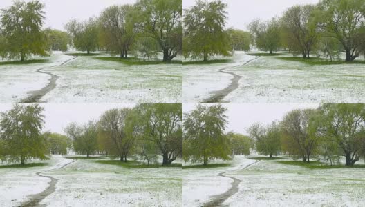 异常的天气。春天，雪落在绿树上。飘落的雪花在草地上的公园里。高清在线视频素材下载