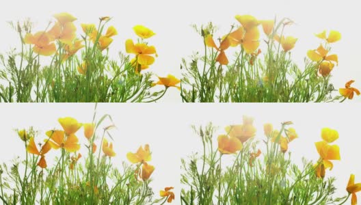 盛开的加州罂粟花。高清在线视频素材下载