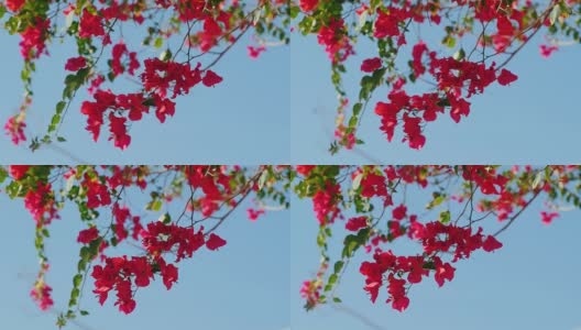 蓝色天空上盛开着奇异的红花高清在线视频素材下载