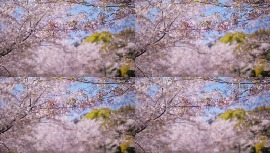 日本东京春天的樱花花瓣飘落高清在线视频素材下载