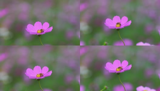 蜜蜂在花朵高清在线视频素材下载