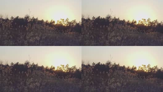 日落在森林附近的田野里高清在线视频素材下载