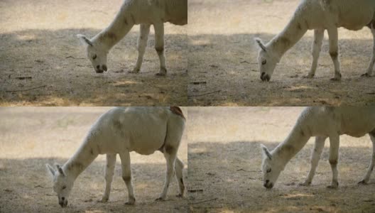 拔干草的骆驼高清在线视频素材下载
