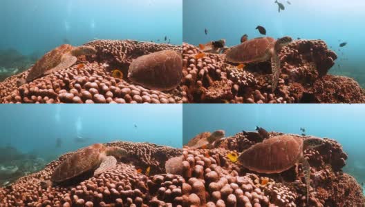 一对绿海龟在珊瑚上休息，背景是潜水员高清在线视频素材下载