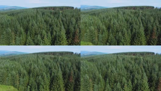 这是一架无人机从苏格兰西南部的邓弗里斯和加洛韦乡村松树林拍摄的鸟瞰图高清在线视频素材下载