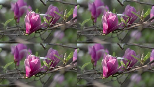 美丽的玉兰花在春天盛开高清在线视频素材下载