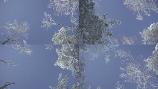 美丽的结霜的雪树在一个晴朗的日子，对着蓝天高清在线视频素材下载