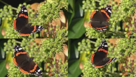 红色上将蝴蝶凡妮莎亚特兰大在一个常春藤植物在秋天的特写高清在线视频素材下载