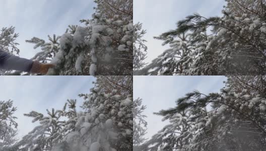 女人的手摇雪树的慢动作高清在线视频素材下载