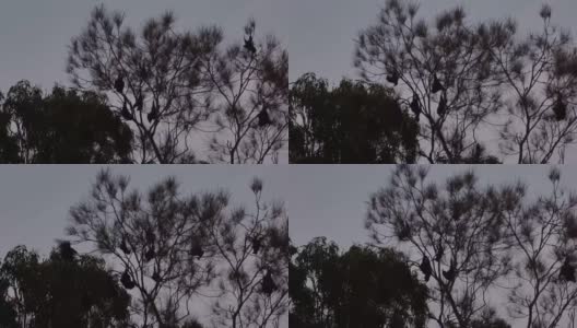 日落时分，一大群果蝠在飞翔高清在线视频素材下载