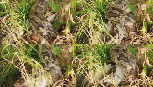 一个大斑点蟒蛇在草丛中的特写镜头，吞食它的猎物高清在线视频素材下载