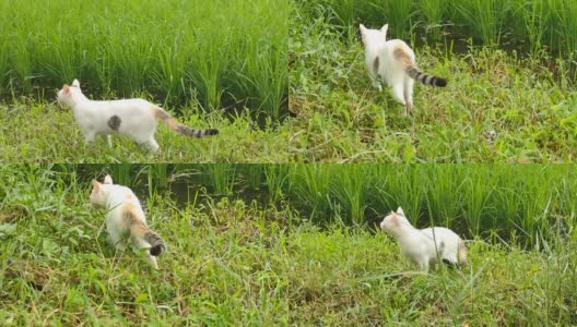 可爱的猫在绿色的草地上玩耍高清在线视频素材下载