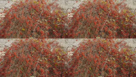 石壁上的红色果树丛。高清在线视频素材下载