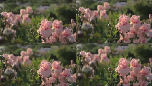 花园中的粉红色鸢尾花特写高清在线视频素材下载