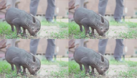 小猪在农民农场花园带来了健康、田园风光、动物园高清在线视频素材下载