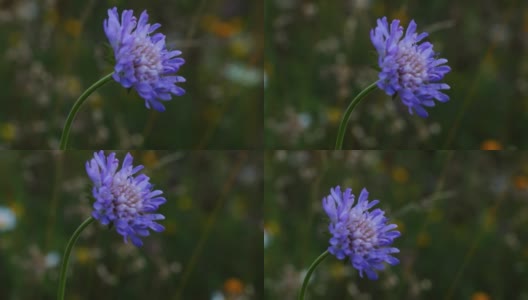 夏天草地上盛开的紫色花朵高清在线视频素材下载