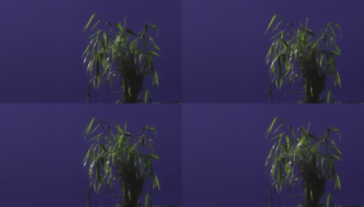 地面植物与蓝屏背景高清在线视频素材下载