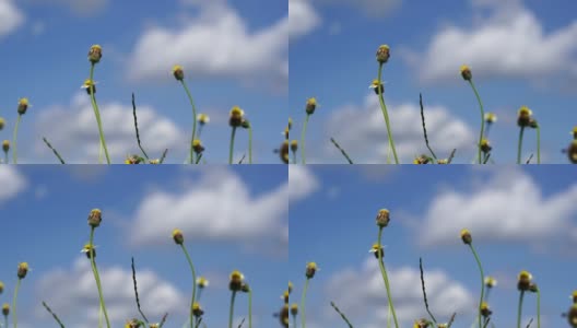 花的草在大自然的蓝天高清在线视频素材下载