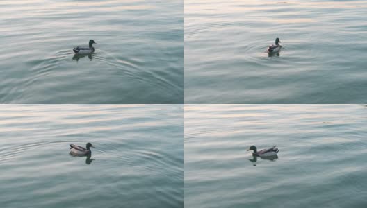 黄昏时分湖里美丽的野鸭镜头。高质量4k素材高清在线视频素材下载