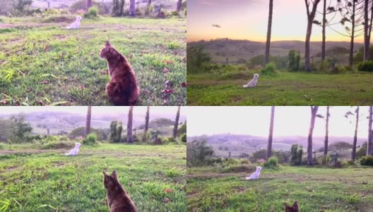 猫和狗看乡村日落高清在线视频素材下载