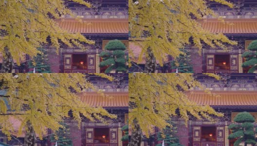 银杏树下的寺景高清在线视频素材下载