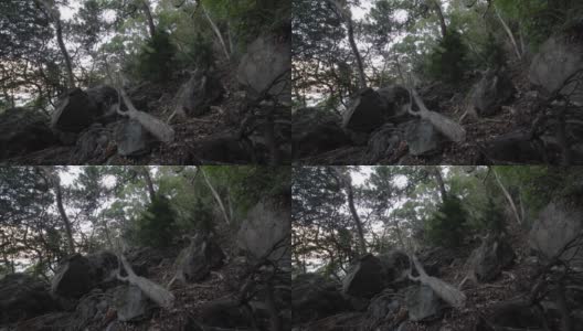 一片混乱的雪松林上有石头和枯叶。高清在线视频素材下载
