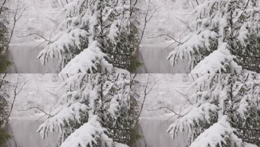 全高清视频很多雪在云杉松树树枝特写，微风吹高清在线视频素材下载