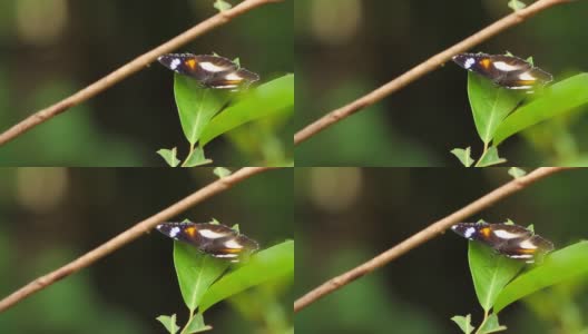 一只棕黑相间的蝴蝶栖息在梧桐树叶上高清在线视频素材下载