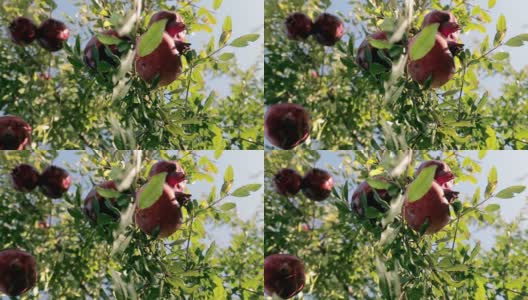 成熟的石榴果实生长在树上。美丽的红石榴树上。树枝上有新鲜的水果。阳光躺在石榴树上。天然食品的概念。特写镜头高清在线视频素材下载