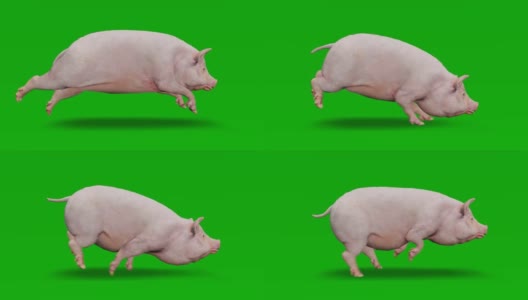 猪在绿色屏幕上奔跑。概念动物、野生动物、游戏、返校、3d动画、短视频、电影、卡通、有机、色度键、角色动画、设计元素、可循环高清在线视频素材下载