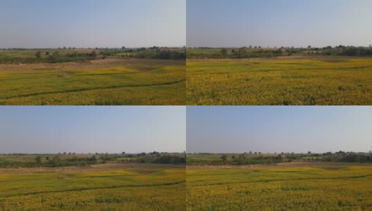 泰国油菜籽种植园和农田;空中4 k镜头。高清在线视频素材下载