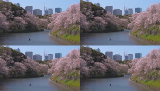 日本东京千鸟渊公园，樱花花瓣飘落高清在线视频素材下载