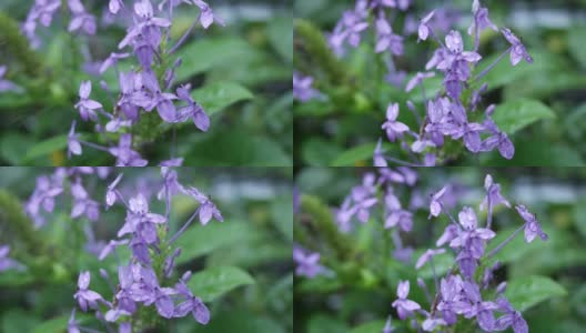 一束紫色的花在树上，蓝色鼠尾草，紫罗兰ixora高清在线视频素材下载