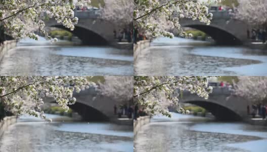 海棠花在北京盛开，非常美丽高清在线视频素材下载