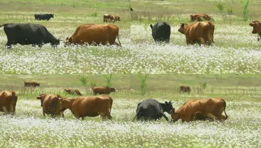 牛在春天的草地上互相碰撞高清在线视频素材下载