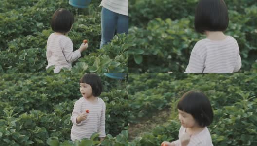 亚洲小女孩在假期和妈妈一起去农场采摘草莓高清在线视频素材下载