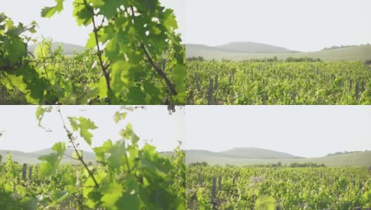 Grape fields and hills on the horizon高清在线视频素材下载