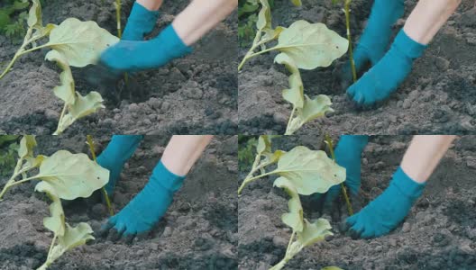 女人们手里拿着蓝色的手套种着茄子苗高清在线视频素材下载