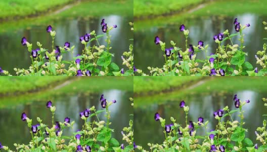 特写自然紫花沿湖高清在线视频素材下载