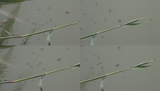 Gerridae是半翅目昆虫的一科高清在线视频素材下载