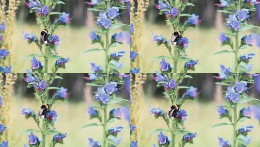 大黄蜂对野花的特写慢动作高清在线视频素材下载